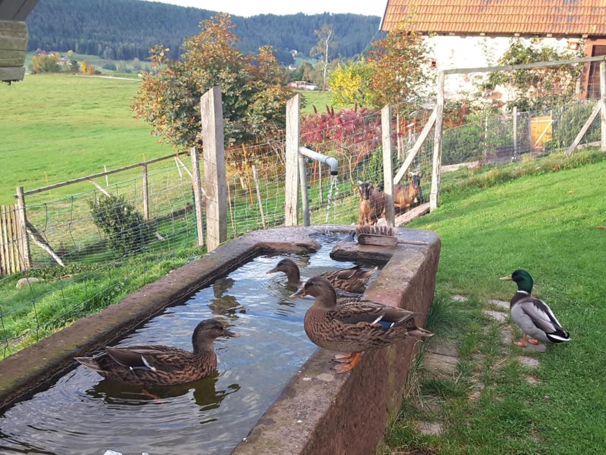 Ferienhof Kienbronnerhof Schiltach Kültér fotó